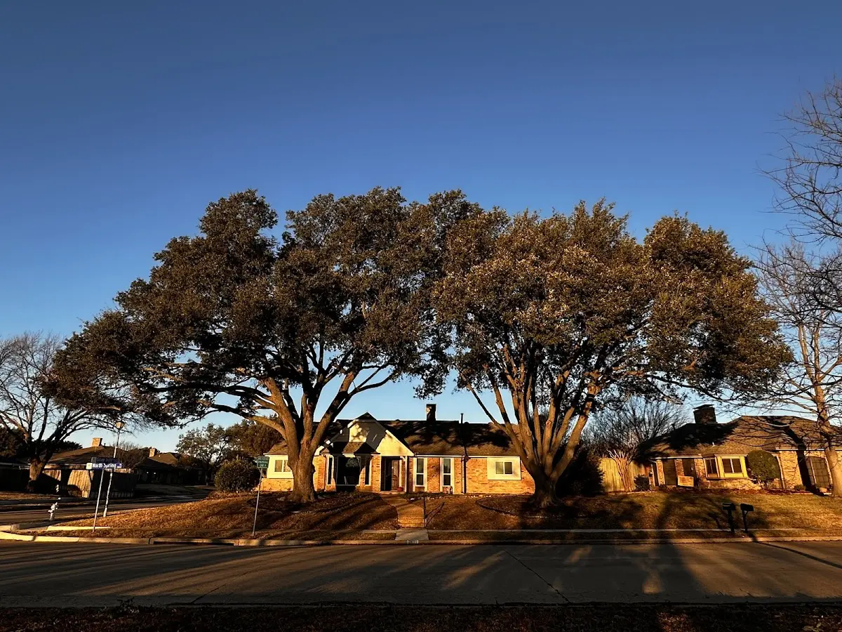 Established residential canopy tree shading a home in Pilot Rock